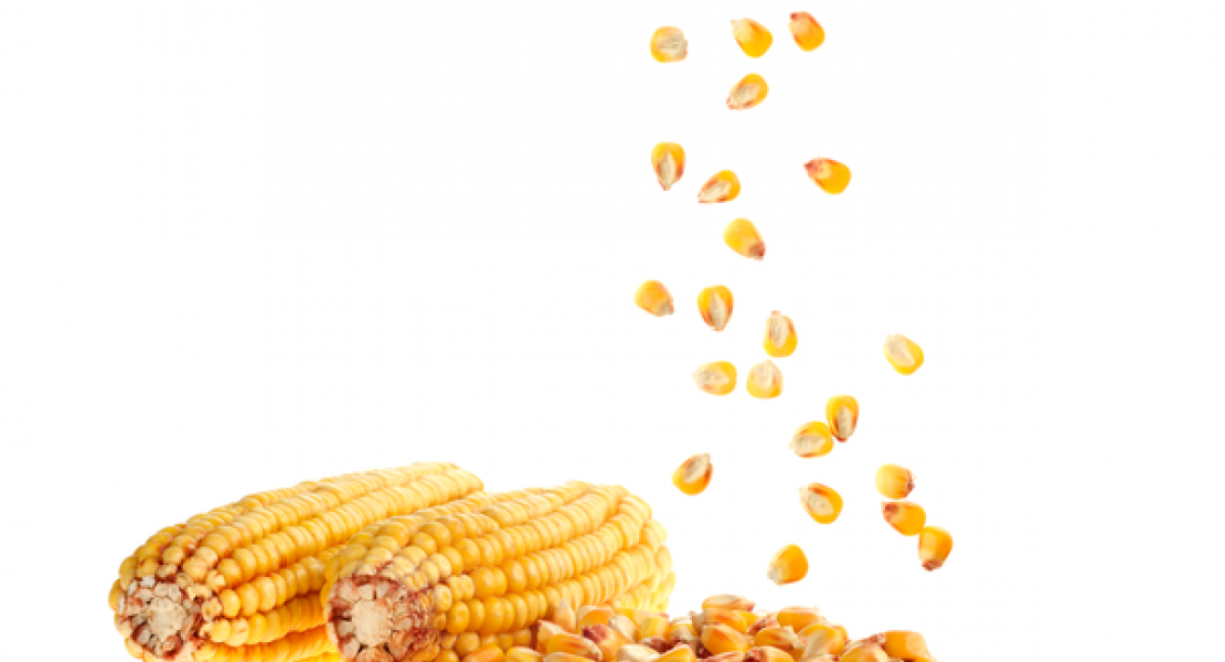 maize